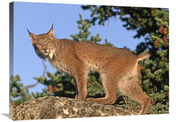 Global Gallery GCS-396183-2432-142 24 x 32 in. Canada Lynx Climbing on